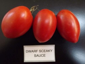 Dwarf Sneaky Sauce paradicsom - Paradicsom különlegességek az Egzotikus Növények Stúdiója kínálatából